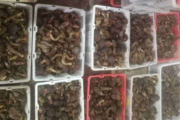 牛肝菌什么品種最好