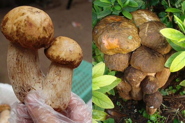 美味牛肝菌應(yīng)該如何挑選