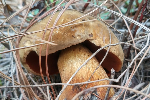 懷孕期間能吃牛肝菌嗎