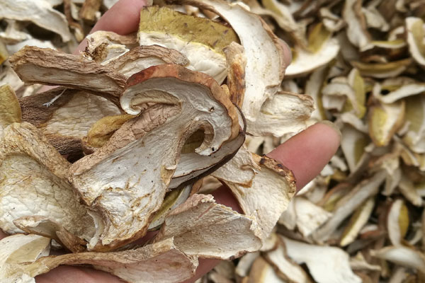 孕婦吃牛肝菌有什么好處