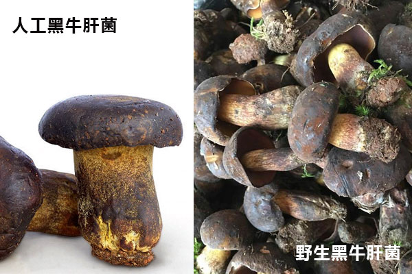 牛肝菌種植和野生的區(qū)別