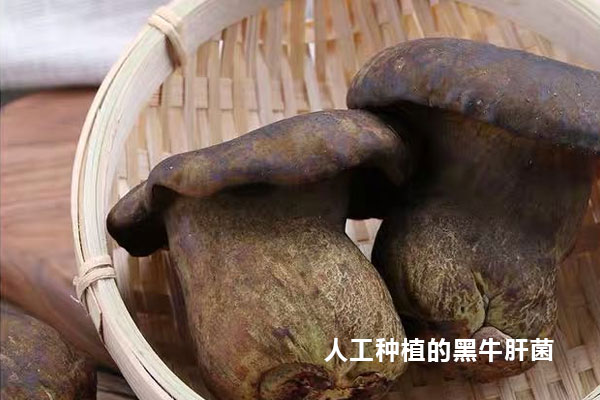 牛肝菌可以人工種植嗎
