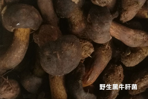 黑牛肝菌可以人工種植嗎