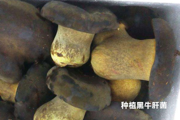 新鮮黑牛肝菌怎么去除毒性