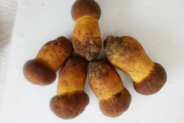 黃賴頭是黃牛肝菌嗎