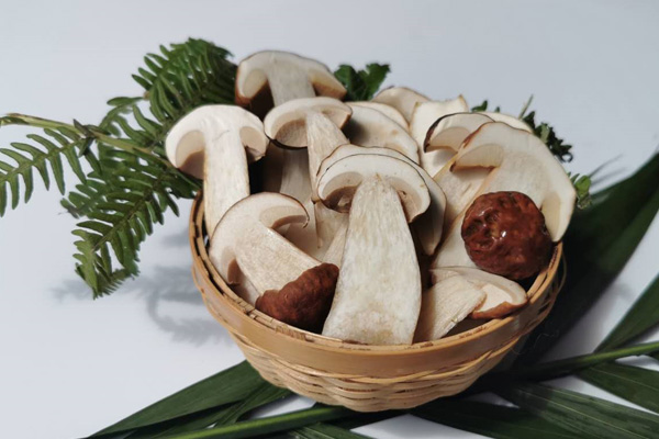 牛肝菌煲湯和什么搭配最好喝還營養(yǎng)，紅蔥牛肝菌的注意事項