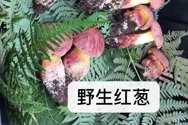 紅蔥牛肝菌做法需要注意哪些事項(xiàng)