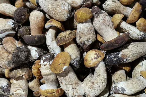 哺乳期可以吃牛肝菌嗎，坐月子吃牛肝菌有哪些好處