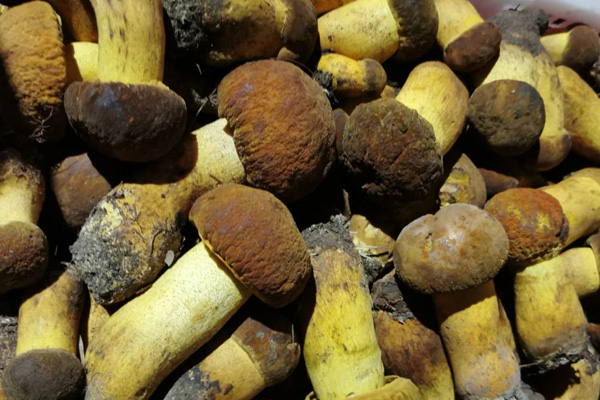 坐月子吃牛肝菌的益處