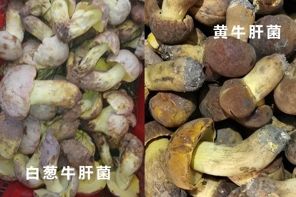什么是白蔥牛肝菌，白蔥牛肝菌和黃牛肝菌的區(qū)別