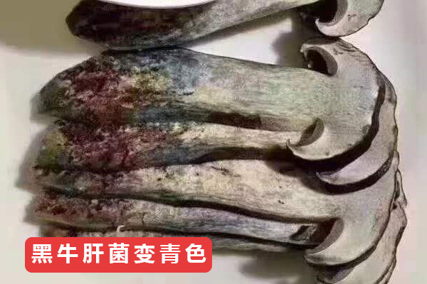新鮮黑牛肝菌切開會變色嗎，黑牛肝菌變色能吃嗎