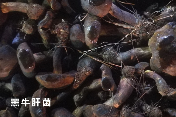 黑牛肝菌變色還可以吃嗎