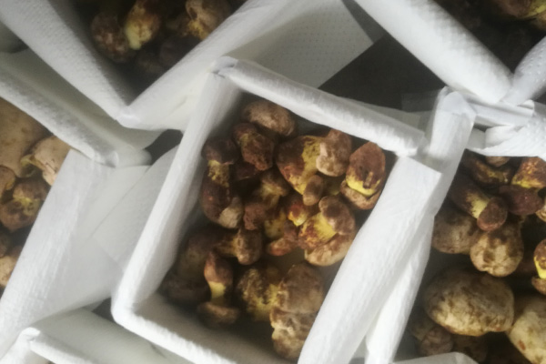 常見牛肝菌的品種特點