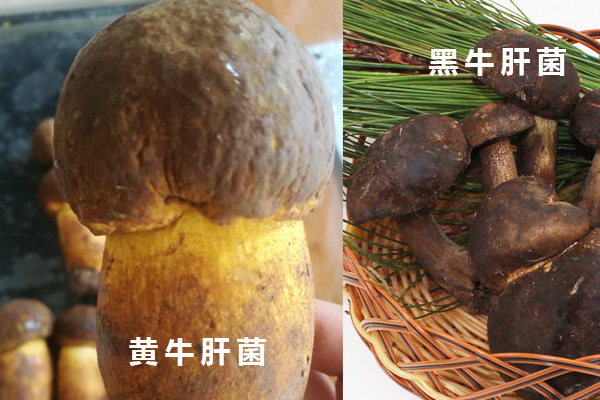黃牛肝菌和黑牛肝菌哪個貴，黑牛肝菌切開會變青嗎