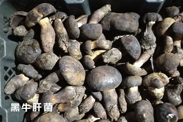 黑牛肝菌切開會變青色嗎