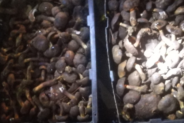 黑牛肝菌是什么東西