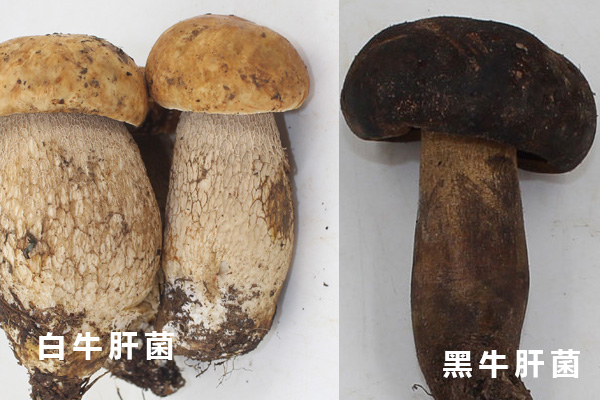 什么是黑牛肝菌，白牛肝菌和黑牛肝菌哪個好