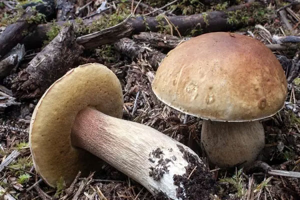 我國(guó)牛肝菌的主要產(chǎn)地分布在哪里，最好的牛肝菌產(chǎn)自哪里