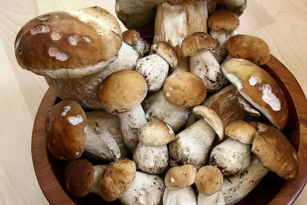 牛肝菌怎樣算變質(zhì)，牛肝菌有白霉還能吃嗎