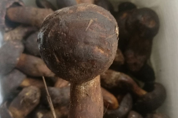 生吃黑牛肝菌什么后果，吃了沒(méi)有熟的黑牛肝菌會(huì)中毒嗎