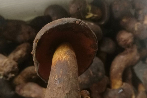 黑牛肝菌的營養(yǎng)價值有哪些呢