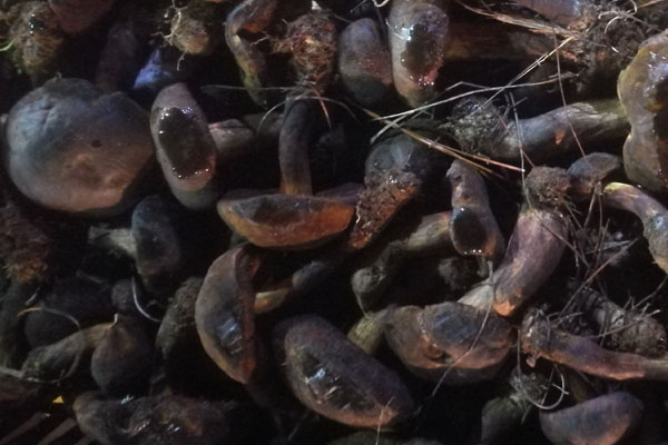 什么是牛肝菌，黑牛肝菌有毒嗎