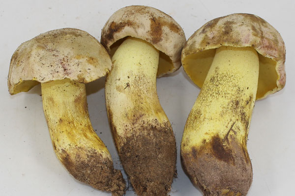 云南是出產(chǎn)牛肝菌最多的地方嗎