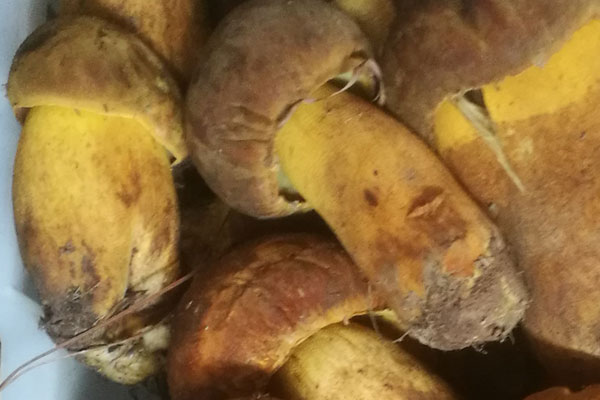 牛肝菌鴿子香菇湯怎么燉營養(yǎng)才不流失