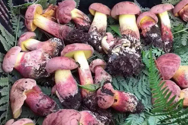 牛肝菌燉湯用什么鍋燉好