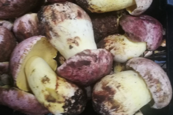 東北能長出牛肝菌嗎