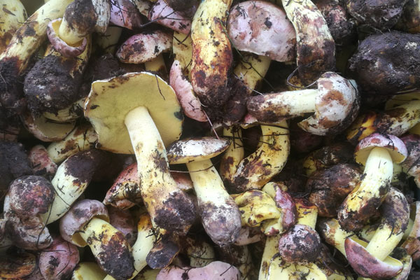 東北生長的牛肝菌有哪些