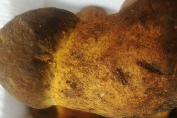 東北有牛肝菌出產(chǎn)嗎，東北長(zhǎng)的牛肝菌品種有哪些