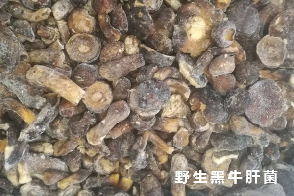 野生黑牛肝菌
