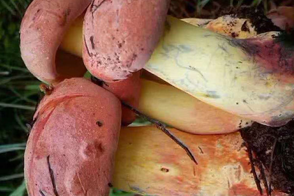 感冒了可以吃牛肝菌嗎，牛肝菌生蟲(chóng)了還能吃嗎