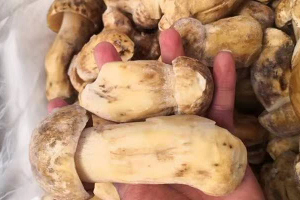 購(gòu)買(mǎi)牛肝菌時(shí)怎樣避免買(mǎi)到長(zhǎng)蟲(chóng)的牛肝菌