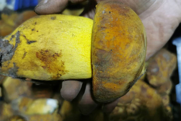 常吃牛肝菌對女人好嗎，春季適合吃什么牛肝菌湯