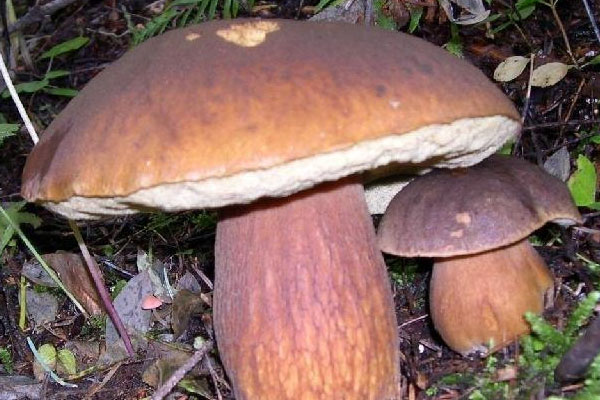 為什么云南是美味牛肝菌的主產(chǎn)地，具有哪些環(huán)境要求