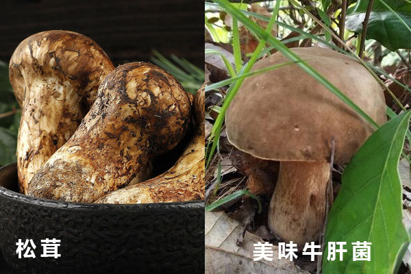 松茸和美味牛肝菌哪個貴，牛肝菌和松茸哪個好吃
