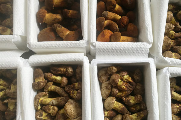 牛肝菌冬瓜大骨頭湯的做法，牛肝菌、冬瓜、豬骨能一起燉湯嗎