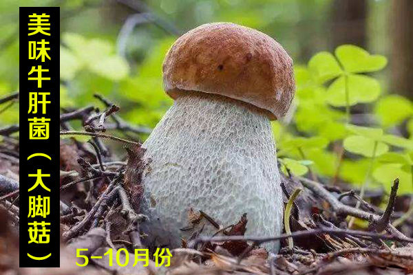 新鮮美味牛肝菌價格