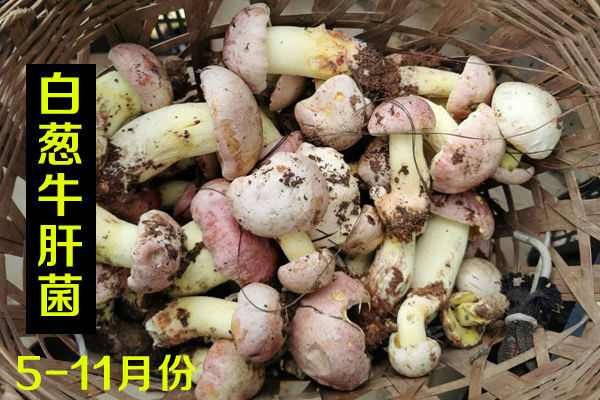 新鮮白蔥牛肝菌價格