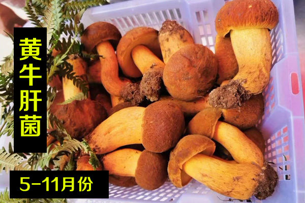 新鮮黃牛肝菌價格