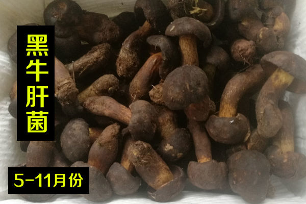 新鮮黑牛肝菌價格