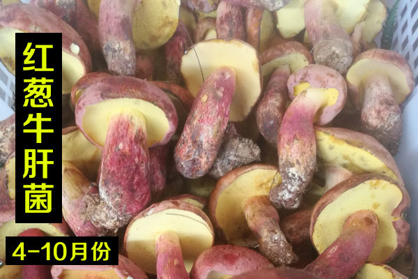 新鮮紅蔥牛肝菌價格