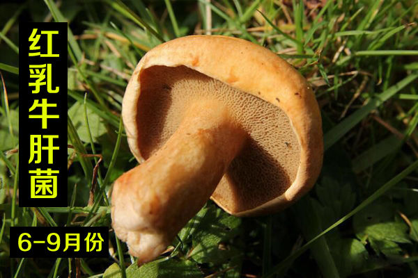 新鮮紅乳牛肝菌價格