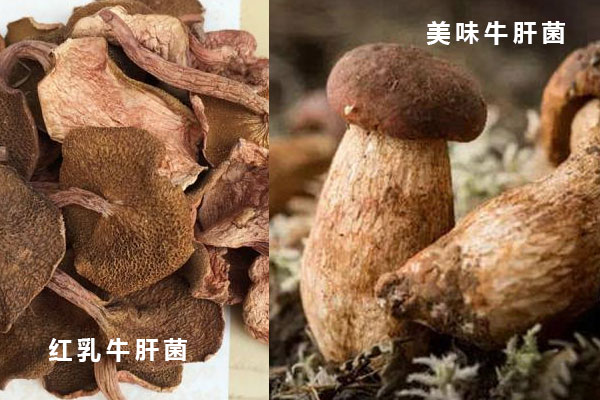 紅乳牛肝菌和美味牛肝菌的區(qū)別，怎么挑選紅乳牛肝菌