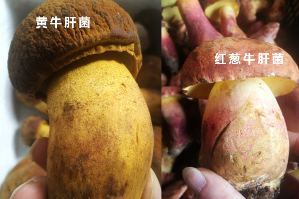 紅蔥牛肝菌和黃牛肝菌的區(qū)別，紅蔥菌和見手青的區(qū)別