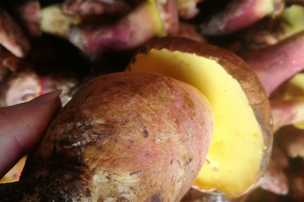 紅蔥菌有毒嗎，紅蔥牛肝菌也是紅牛肝菌嗎