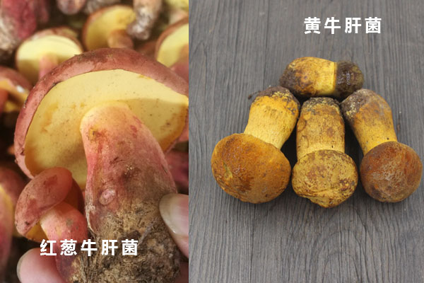 黃牛肝菌和紅蔥牛肝菌哪種好，哪種牛肝菌細滑