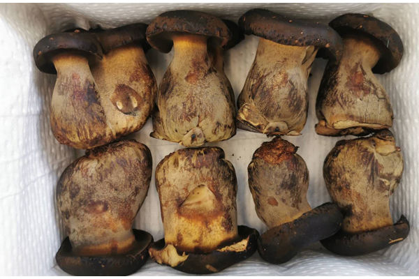 人工種植的牛肝菌有毒嗎，牛肝菌怎么去除苦味